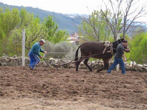 Agricultura Tradicional